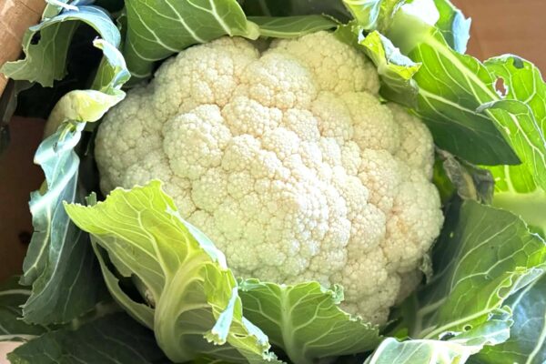 富士ブランド「富士の箱入り娘」でカリフラワーのアイスに挑戦しました